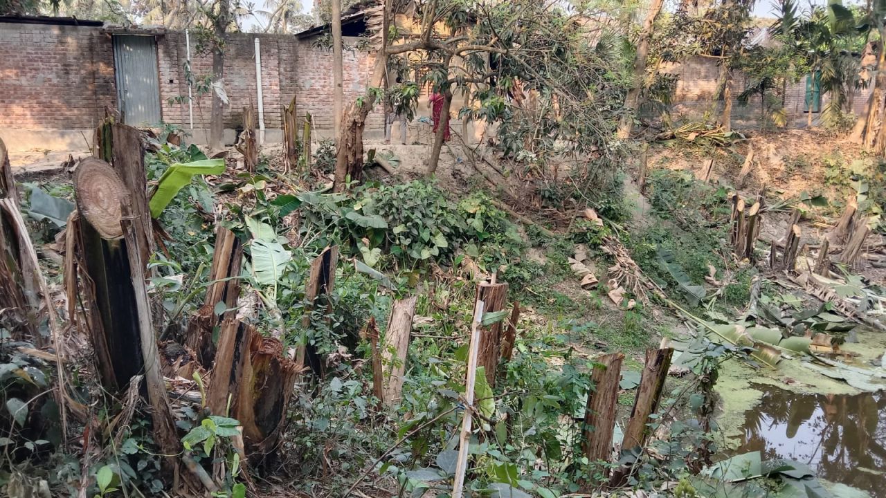 নওগাঁর মান্দায় বিবাদমান জমির গাছ কাটার অভিযোগ