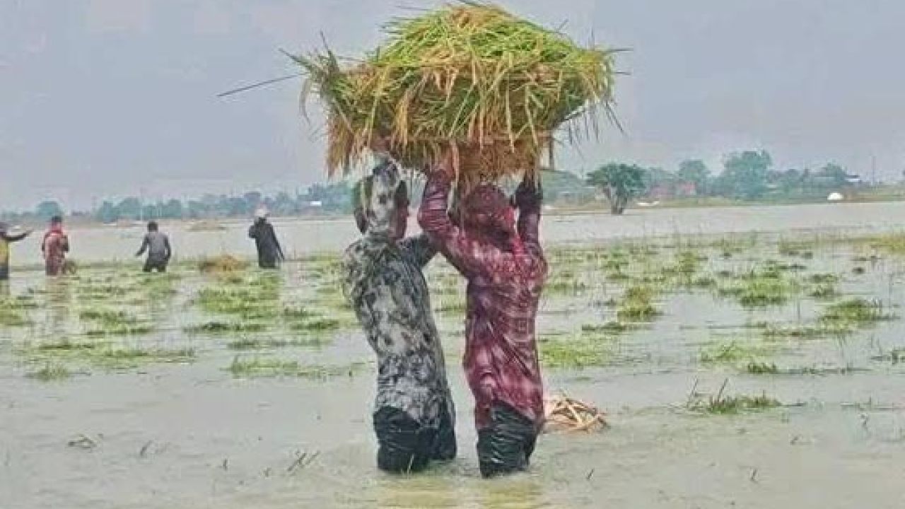 সুনামগঞ্জে হাওরের ধান তলিয়ে কৃষকের হাহাকার