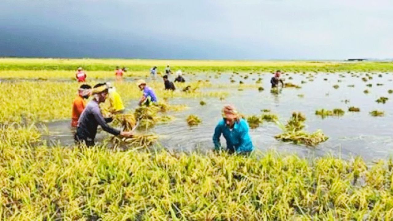 ক্ষতিগ্রস্ত কৃষকের তালিকায় অনিয়মের অভিযোগ, তদন্তের দাবি